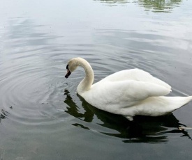 The Lake House, Modern Luxury, Woking